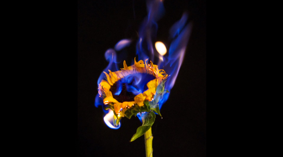 Flower Fire Flame Photography