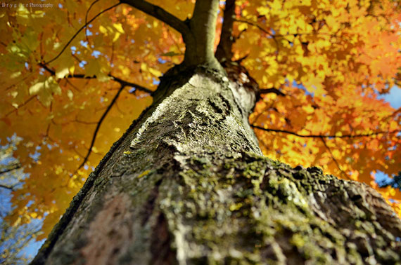 tree unusual perspective