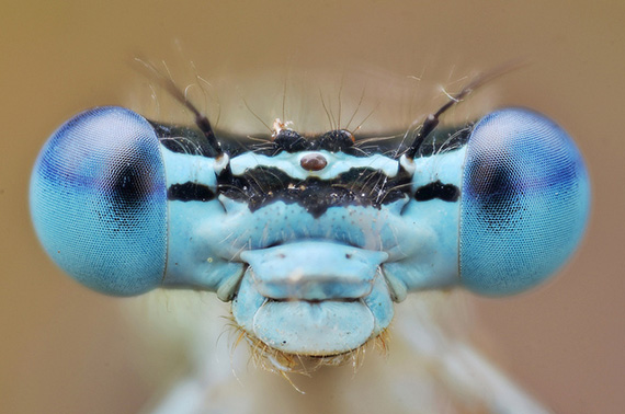 macro damselflies