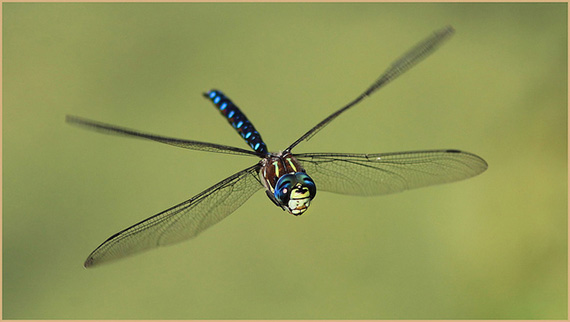 dragonfly photography