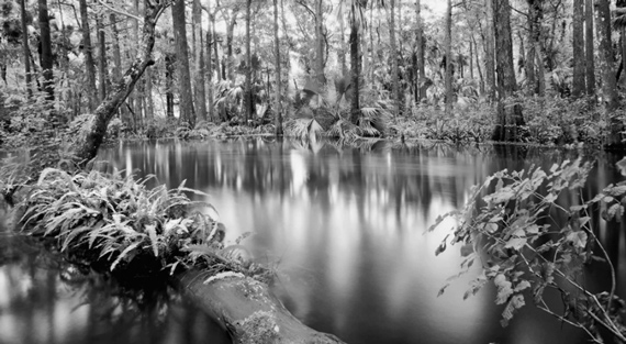 Florida swamp photography