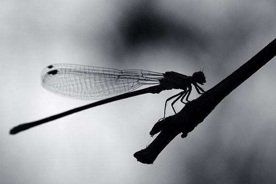 damselfly silhouette