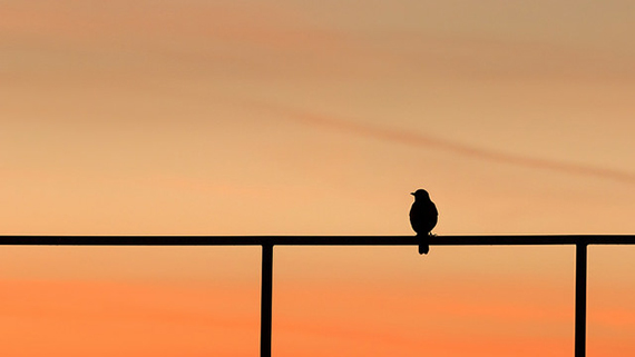 bird silhouette