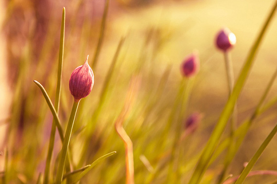 golden hour flowers