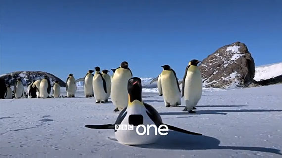 BBC penguin documentary