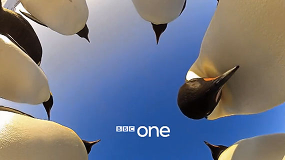 BBC penguin documentary