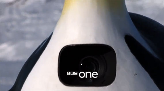 BBC penguin documentary