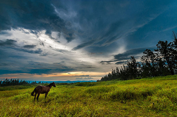 horse in a landscape