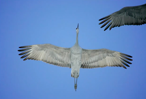 nature-bird-photography-1