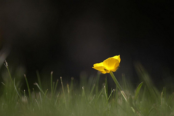 flower on dark background