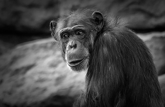 wildlife photography eye contact