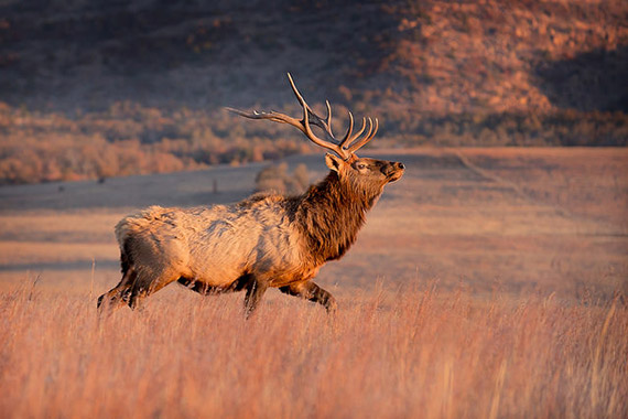 elk sunset photo