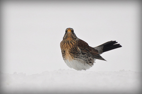 bird in snow