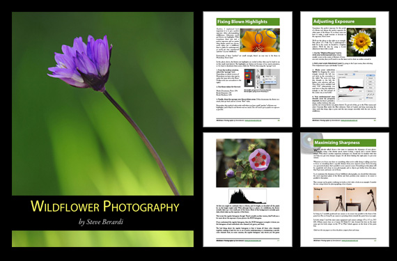 flower photography guide