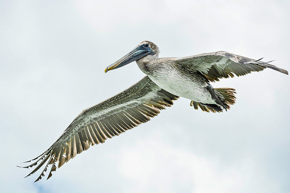 pelican in flight