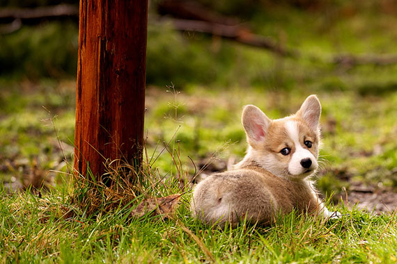 corgi puppy photography