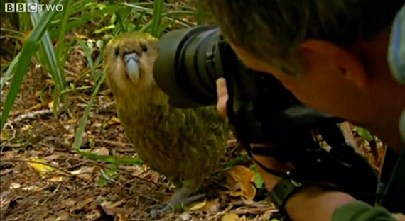 photographing rare parrot
