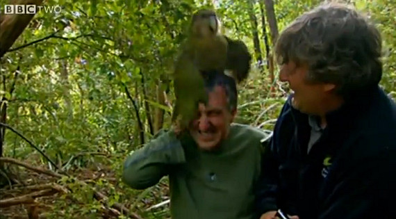 rare parrot mating with photographer