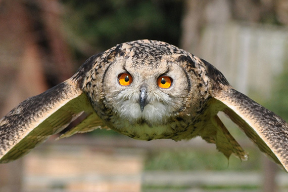 owl in flight