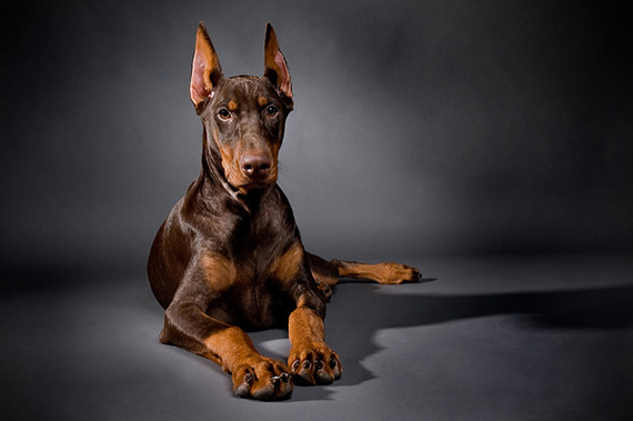 dog photography pose