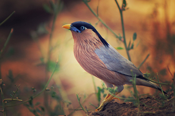 bird in foliage