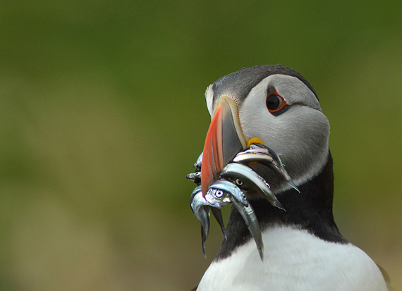 puffin photography