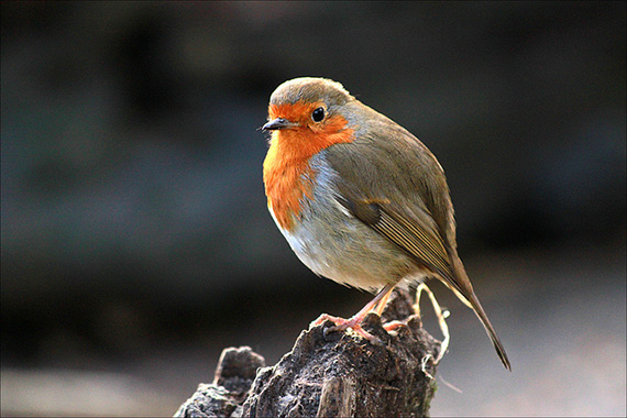 eye level bird photography