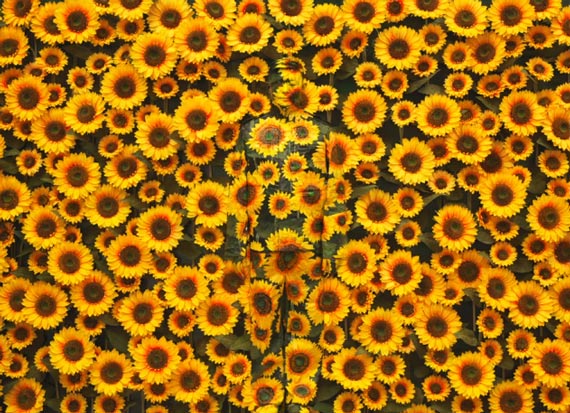 Liu Bolin sunflowers