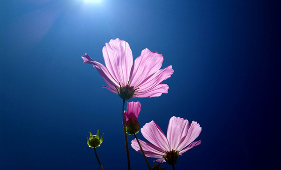 Tips for Photographing Flowers with Texture Florals