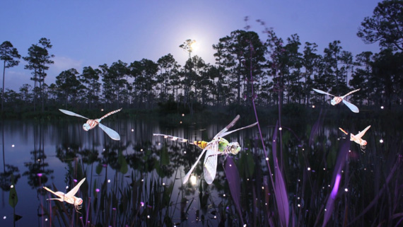 dragonfly-light-painting