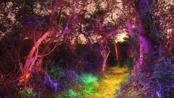 forest-light-painting