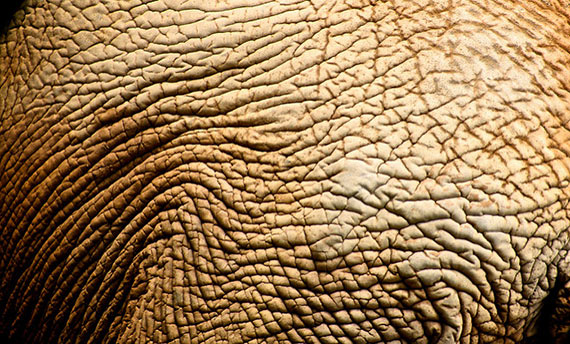 elephant texture