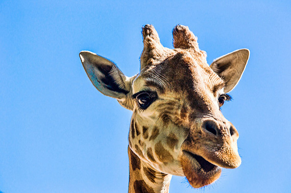 giraffe portrait