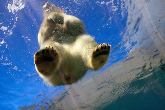 "CPH ZOO The Arctic Ring" captured by Stig Nygaard using a Canon EF-S 17-55mm f/2.8 IS.