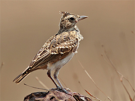 "Malabar Crested Lark" captured by Sandeep Gangadharan.