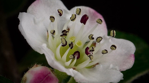 macro timelapse flower blooming