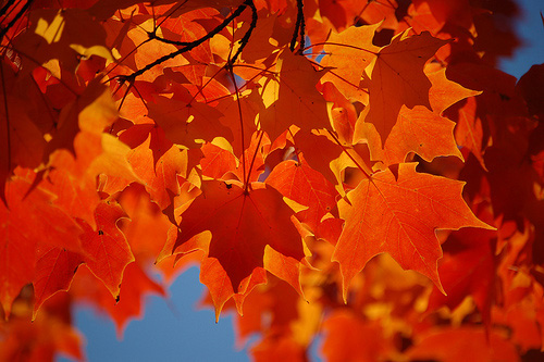 colorful autumn leaves