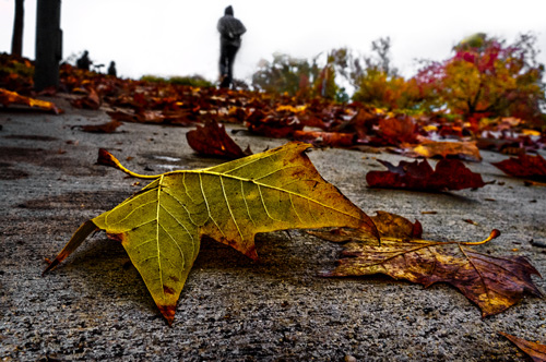 autumn leaf on ground