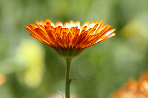 autumn flower macro photography