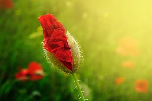 How to Take Amazing Flower Photos