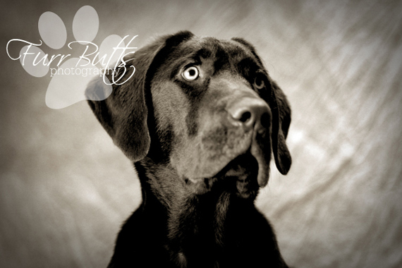 "Pet Photographer Delaware" captured by Katie Faulkner (Click image to see more from Faulkner)