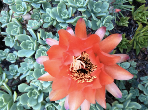 red flower in bloom