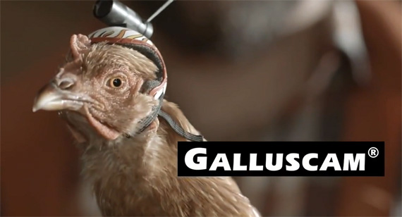 galluscam lg g2 funny chicken