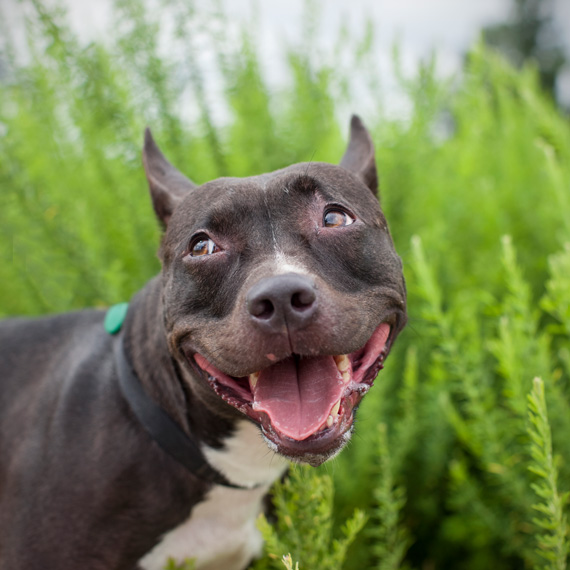 animal portrait dog smile