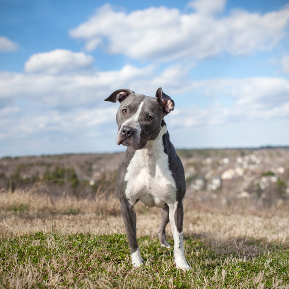 animal shelter euthanasia pit mix