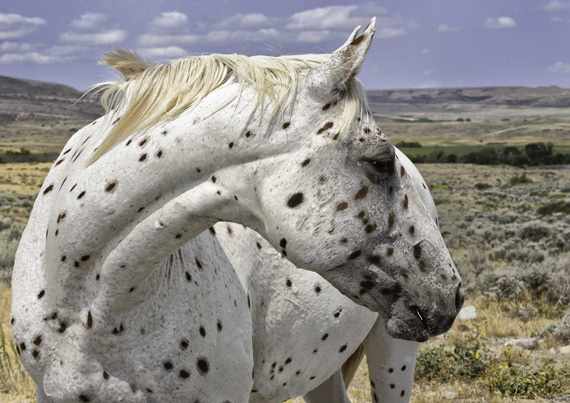 horse photography