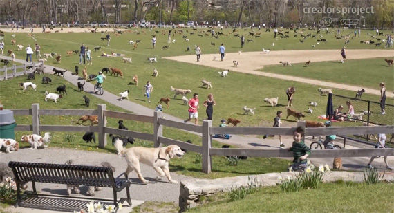 pelle cass dog park timelapse