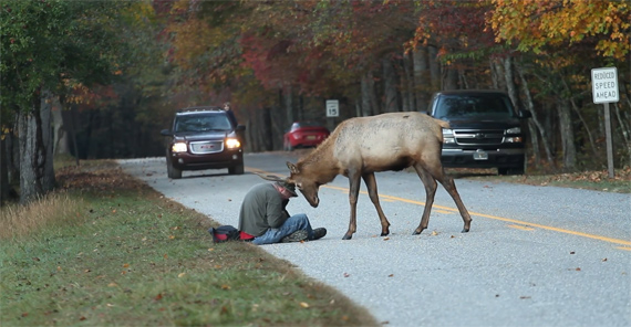 elk rut charge bull wildlife photography great smoky mountains national park