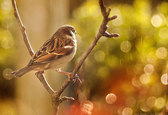 bird photography with bokeh