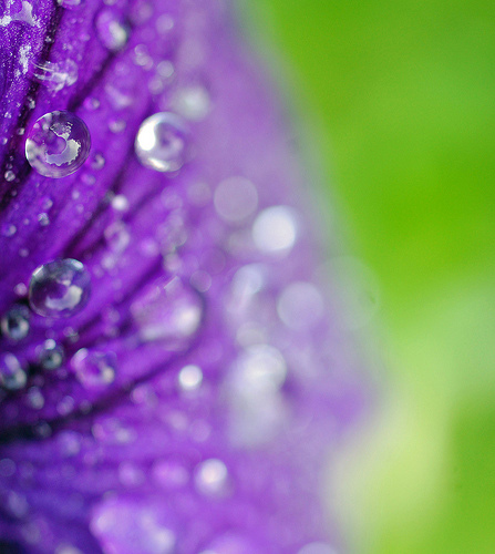 macro flower photography